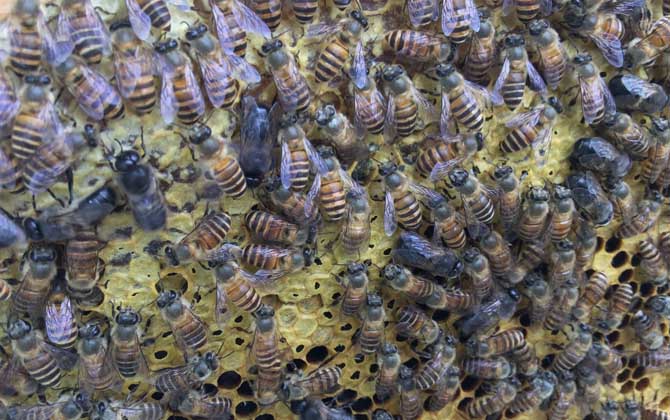 雄蜂有哪些特點和作用? 雄蜂