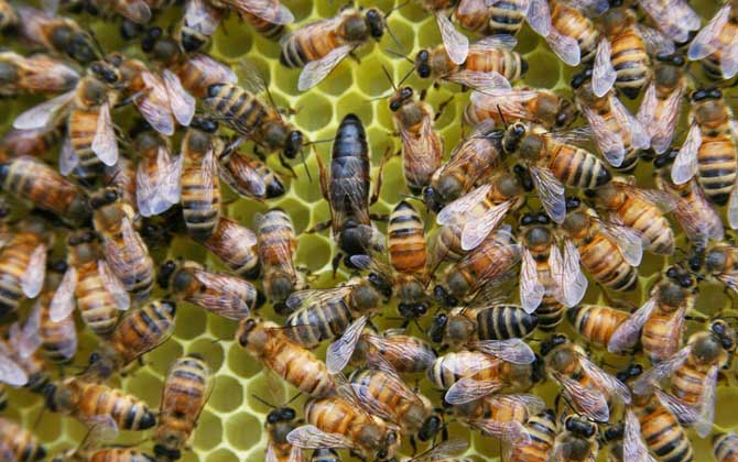 蜂王有哪些特點和作用? 蜂王