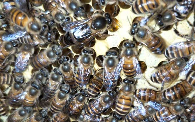 自然分蜂有什么征兆? 自然分蜂