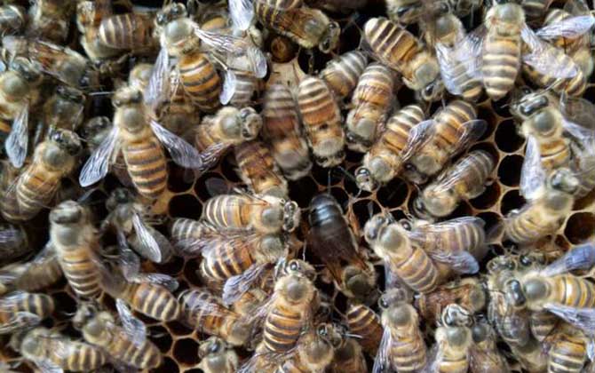 新收蜂群沒有蜂王怎么辦? 蜂王