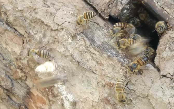 怎樣招蜜蜂方法最快 怎樣招蜜蜂