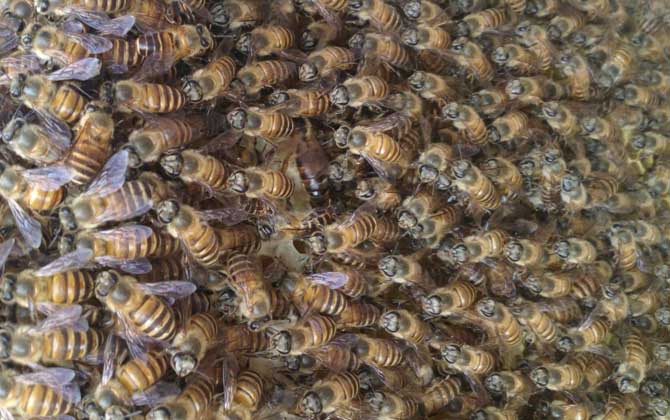 怎么鑒別蜂王的好壞? 蜂王