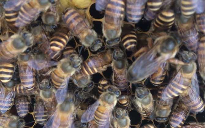 怎么原地分蜂不回蜂? 原地分蜂