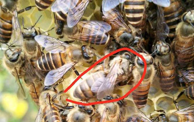 蜂王為什么不產(chǎn)卵? 蜂王