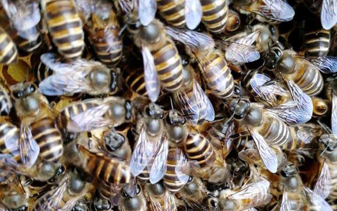 新蜂王出了幾天分群? 分群