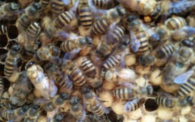 處理盜蜂最好的辦法 盜蜂