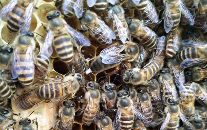 盜蜂有什么危害? 盜蜂