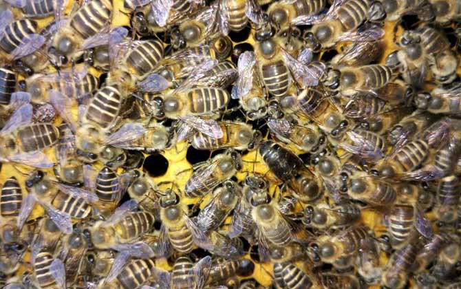 盜蜂有什么危害? 盜蜂