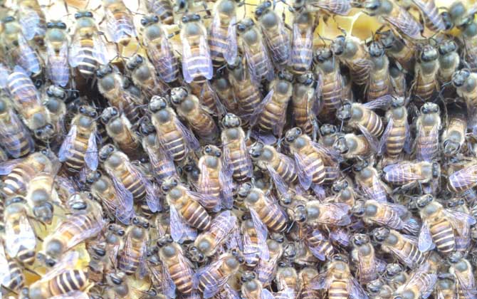 怎樣能讓工蜂停止產(chǎn)卵? 工蜂產(chǎn)卵