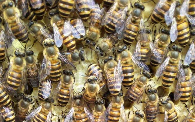 怎樣能讓工蜂停止產(chǎn)卵? 工蜂產(chǎn)卵