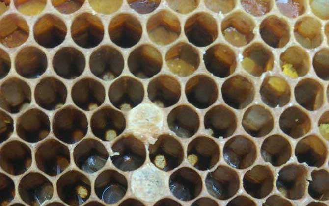 怎樣能讓工蜂停止產(chǎn)卵? 工蜂產(chǎn)卵