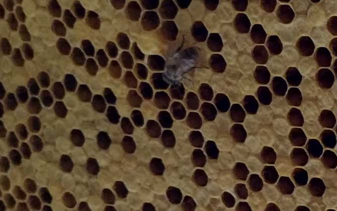 怎樣能讓工蜂停止產(chǎn)卵? 工蜂產(chǎn)卵