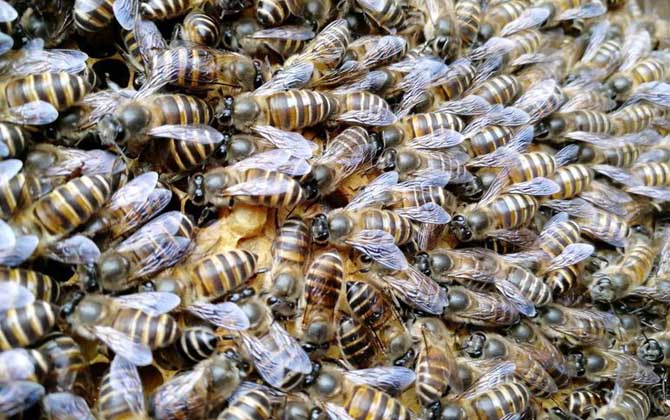 工蜂為什么會產卵? 工蜂產卵