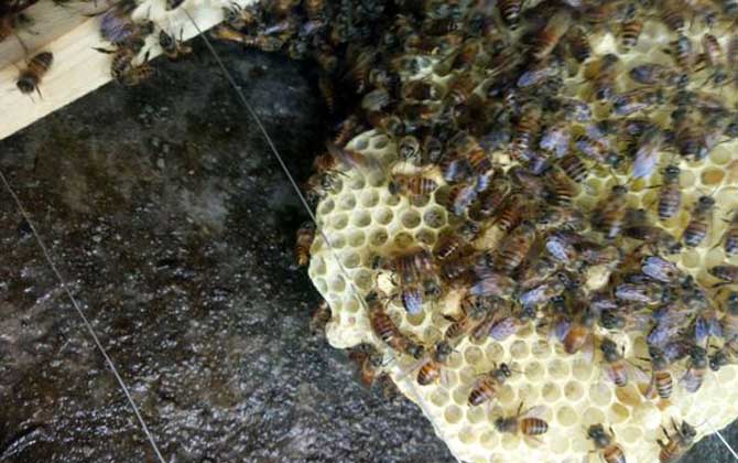 夏季怎樣讓蜂王多產卵? 夏季蜂王產卵
