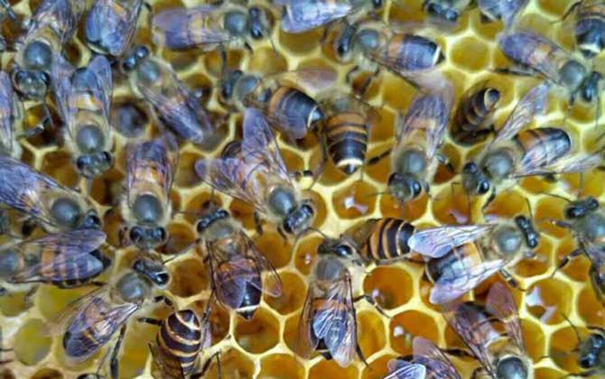 盜蜂的緊急處理辦法 盜蜂