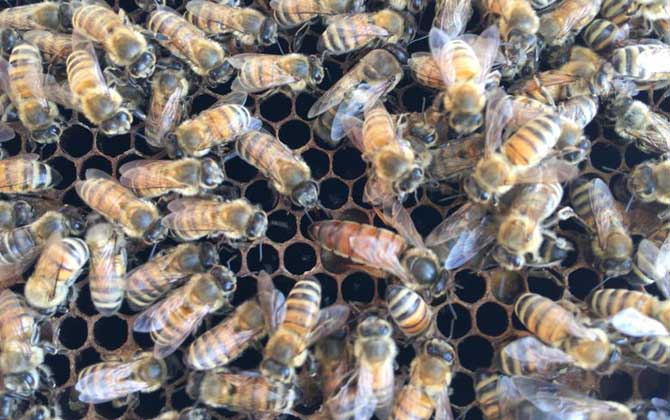 蜜蜂冬天是怎么過(guò)冬的? 蜜蜂過(guò)冬