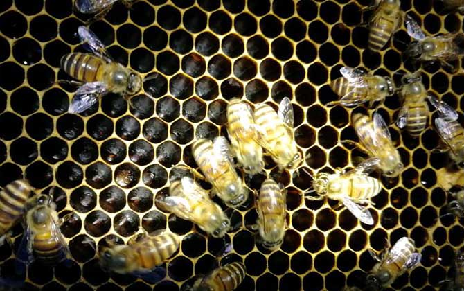 蜜蜂秋繁什么時(shí)候開(kāi)始? 蜜蜂秋繁