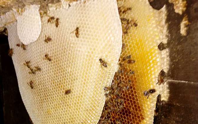 蜜蜂秋繁什么時(shí)候開(kāi)始? 蜜蜂秋繁