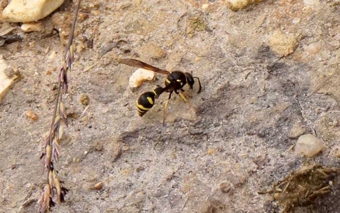 養(yǎng)蜂怎么防止天敵胡蜂? 胡蜂