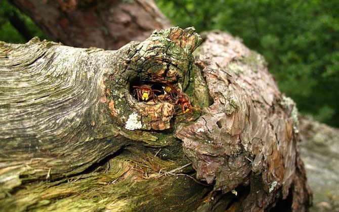 養(yǎng)蜂怎么防止天敵胡蜂? 胡蜂