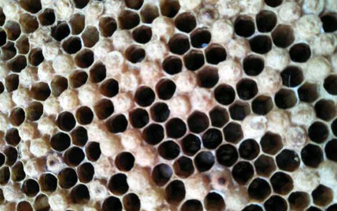 蜜蜂最怕什么東西? 蜂螨
