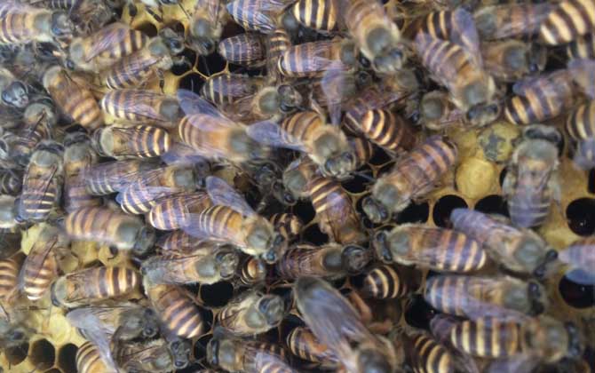 蜜蜂怎么補助飼喂? 補助飼喂