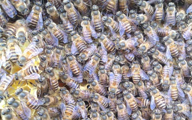 蜜蜂怎么補助飼喂? 補助飼喂