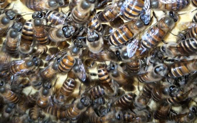 蜜蜂春繁技術(shù)及注意事項 蜜蜂春繁