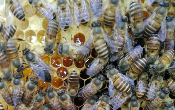蜜蜂春繁技術(shù)及注意事項 蜜蜂春繁