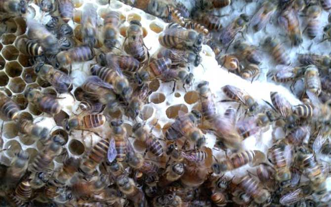 蜜蜂春繁技術(shù)及注意事項 蜜蜂春繁