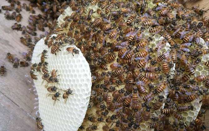 蜜蜂春繁技術(shù)及注意事項 蜜蜂春繁