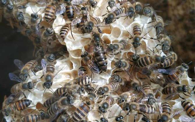 蜜蜂春繁技術(shù)及注意事項 蜜蜂春繁