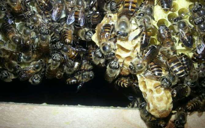 新手養蜂怎樣獲得蜂王? 育王