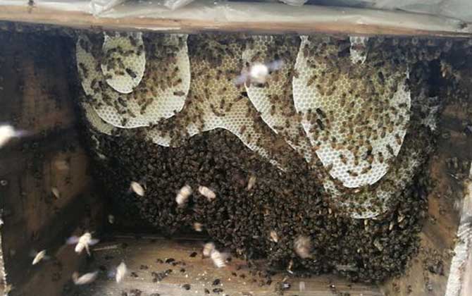 養(yǎng)蜜蜂怎么防止老鼠? 養(yǎng)蜂防止老鼠