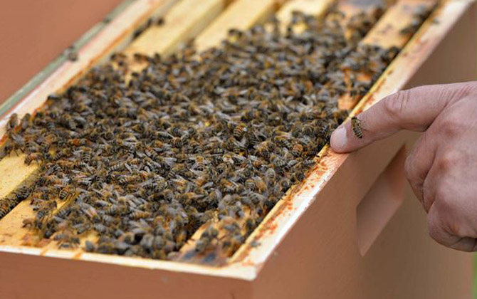 蜂膠可以長期服用嗎? 蜂膠