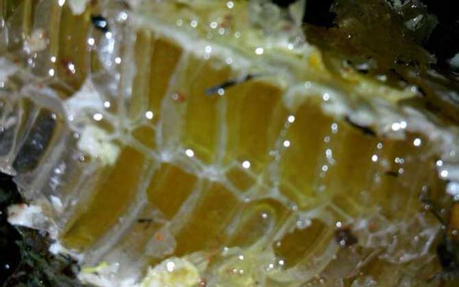 蜂巢酒的禁忌及正確喝法 蜂巢