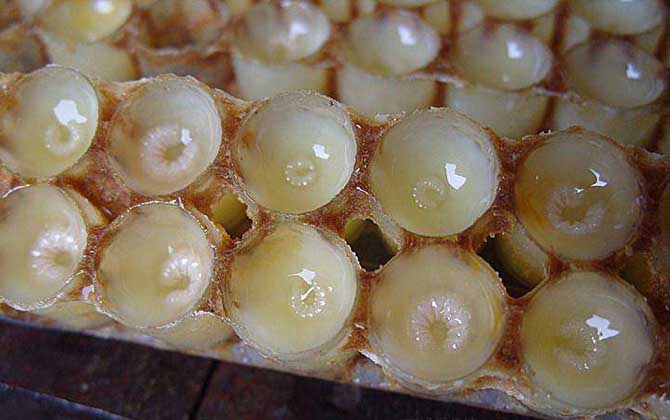 哪些人不適合吃蜂王漿? 蜂王漿