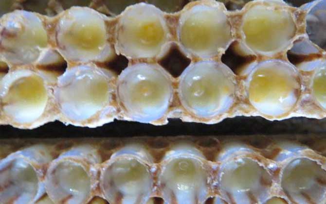 哪些人不適合吃蜂王漿? 蜂王漿