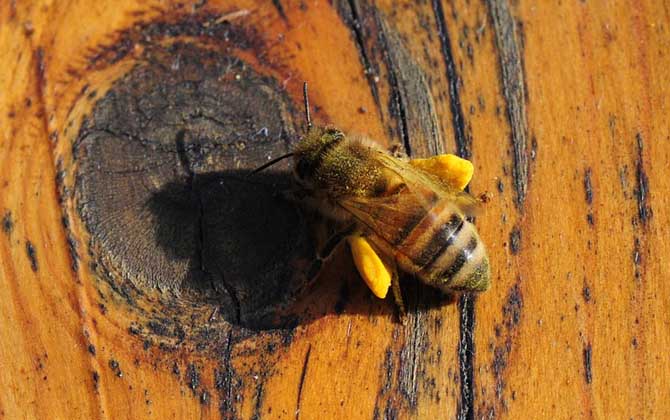蜂花粉的功效與作用及禁忌人群 蜂花粉