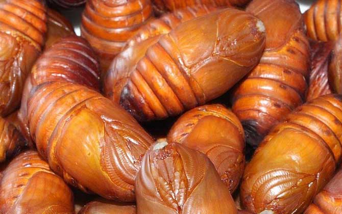 蠶蛹和蜂蛹哪個(gè)有營(yíng)養(yǎng)? 蠶蛹