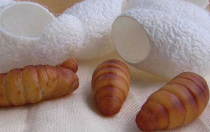 蠶蛹和蜂蛹哪個(gè)有營(yíng)養(yǎng)? 蠶蛹