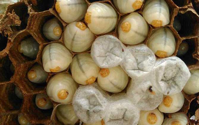 蠶蛹和蜂蛹哪個(gè)有營(yíng)養(yǎng)? 蜂蛹