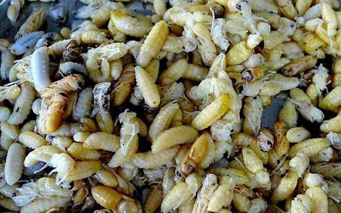 蜂蛹泡酒怎么做最簡單? 蜂蛹