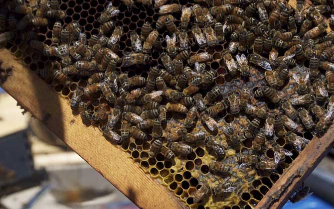 蜂王為什么不產卵? 蜂王不產卵