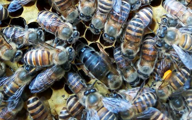 養蜂怎樣人工育王最簡單? 人工育王