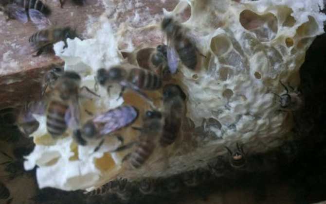 養蜂怎樣人工育王最簡單? 人工育王