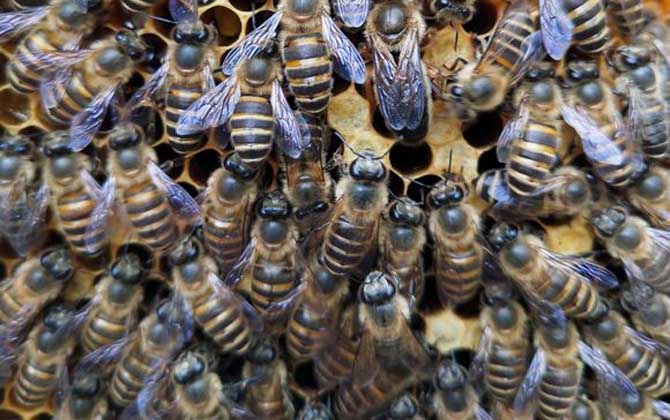 急造王臺(tái)與自然王臺(tái)有差別嗎? 急造王臺(tái)