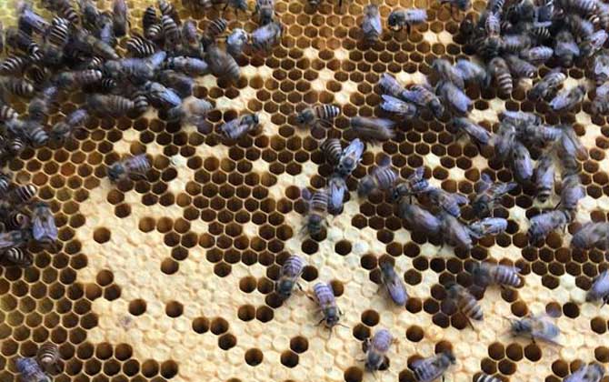 急造王臺(tái)與自然王臺(tái)有差別嗎? 急造王臺(tái)