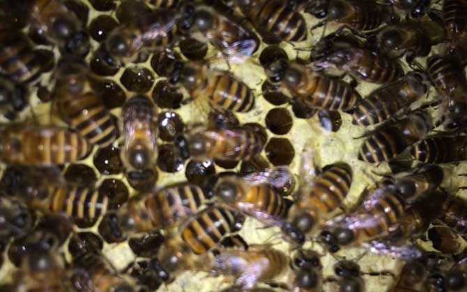 急造王臺(tái)與自然王臺(tái)有差別嗎? 急造王臺(tái)