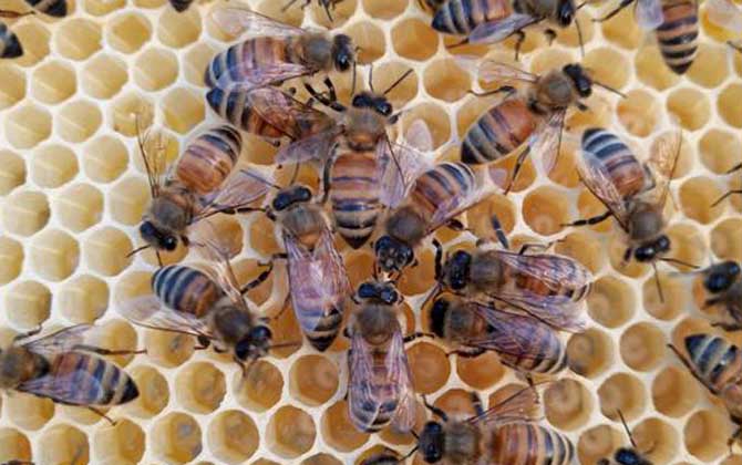 蜂群失王多久會出新王? 蜂群失王